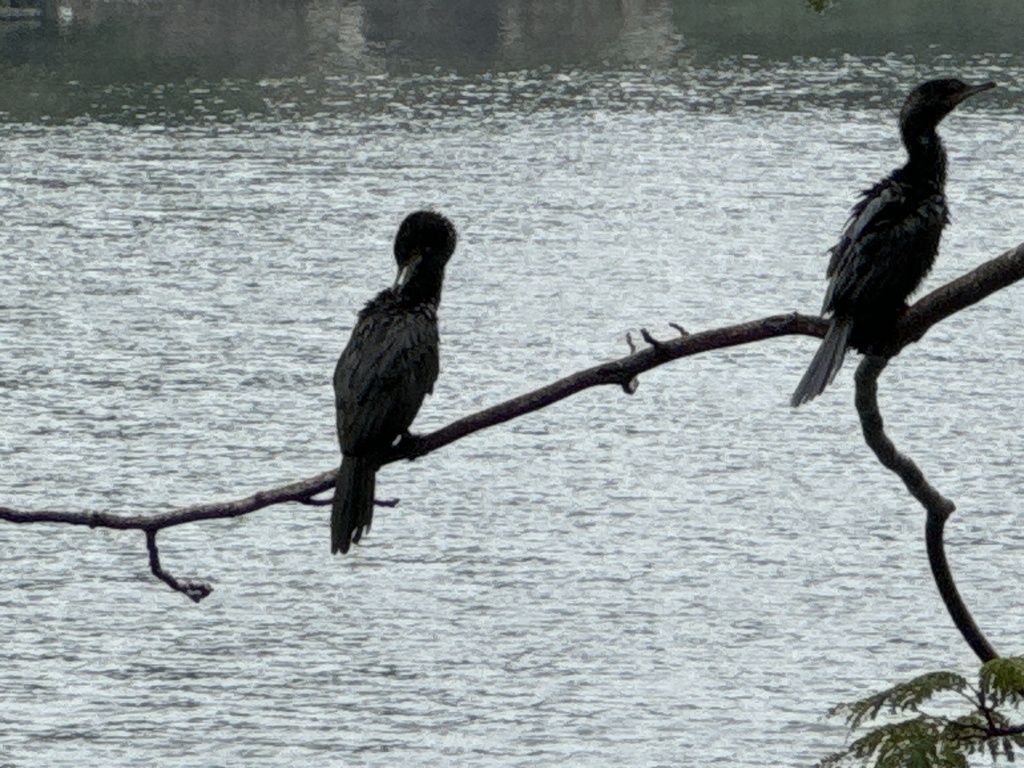 Neotropic Cormorant from Laguna De Las Ilusiones, Villahermosa, Tab ...