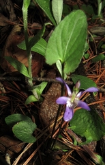 Viola sagittata