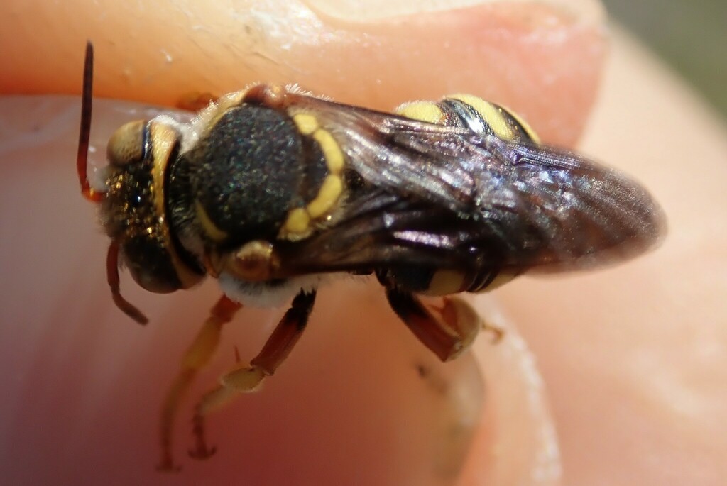Dark-winged Red-Resin bee