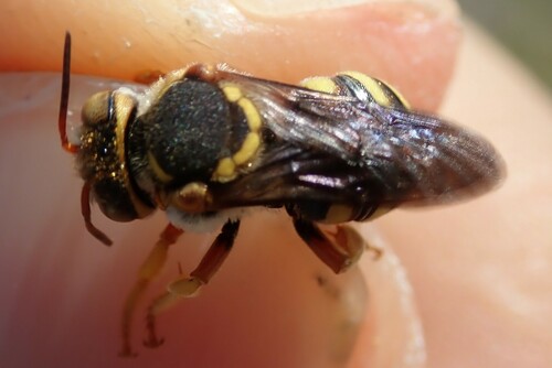 Dark-winged Red-Resin bee