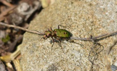 Cicindela campestris