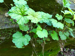 Heuchera missouriensis