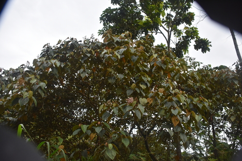 Miconia caudata, photograph 3