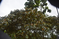 Miconia caudata, photograph (c) Loren Cassin Sackett, some rights reserved (CC BY)