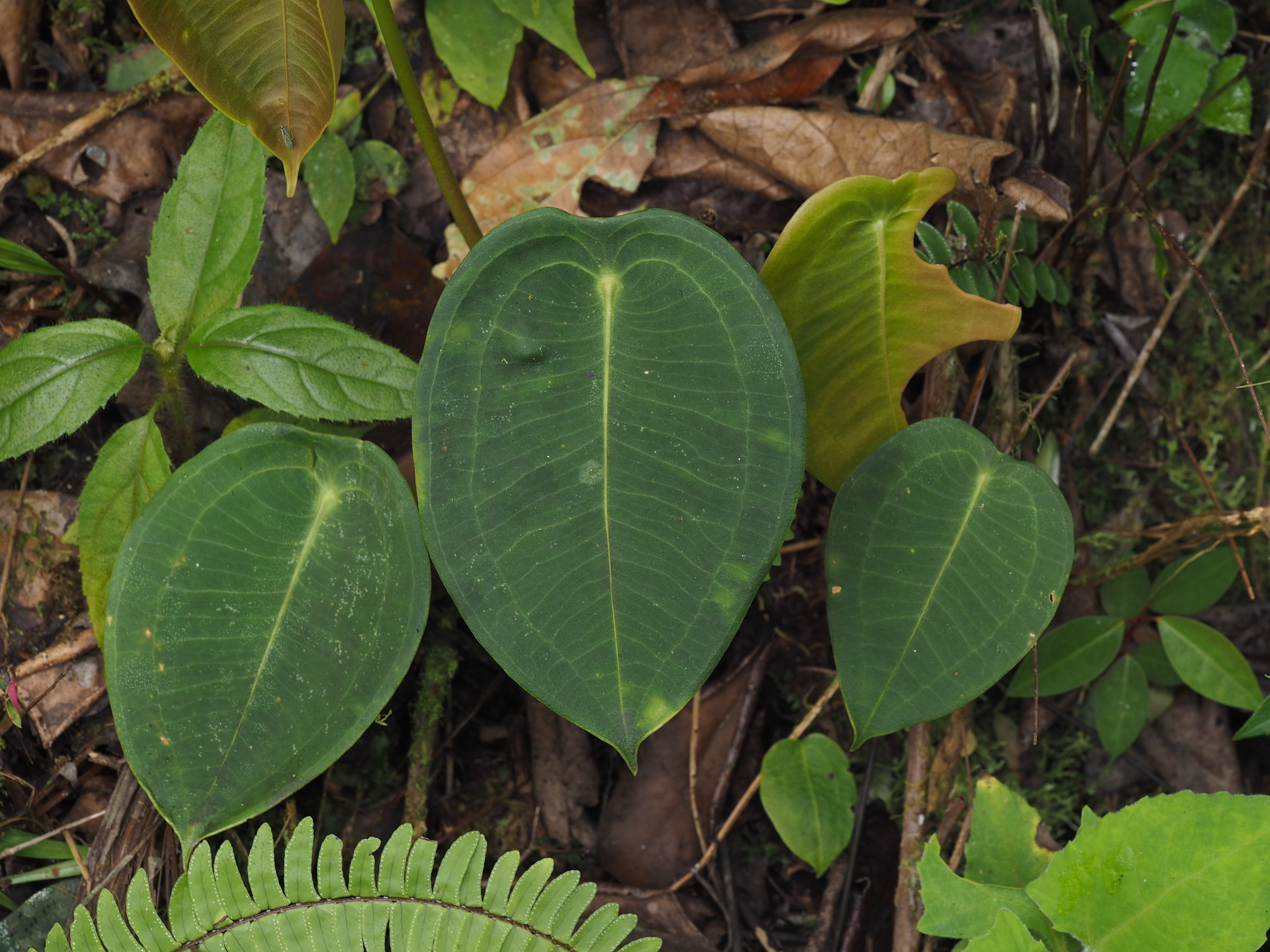 Anthurium peltigerum Sodiro 3