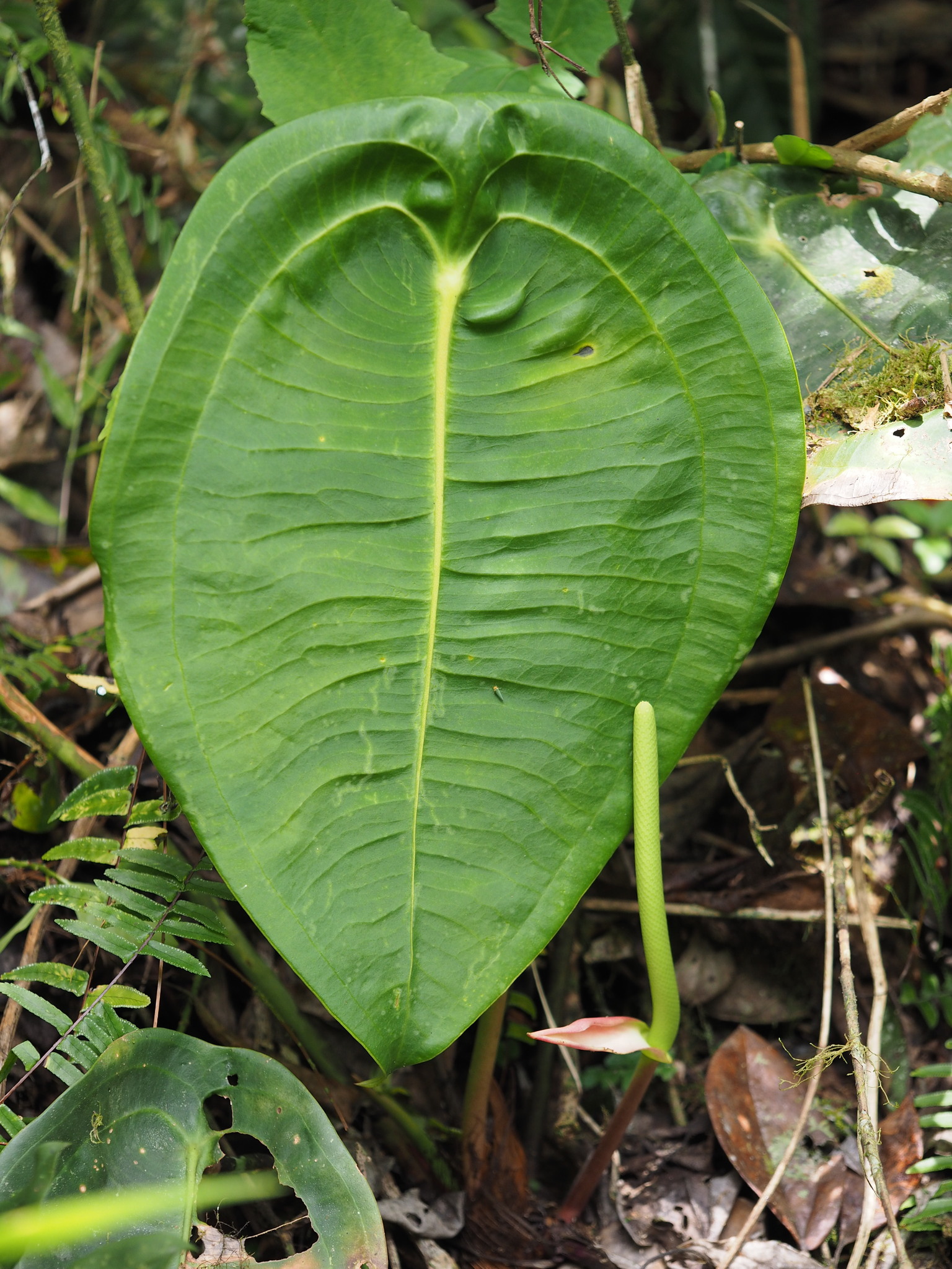 Anthurium peltigerum Sodiro 4