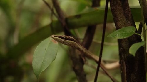 Gulf Coast Vine Snake