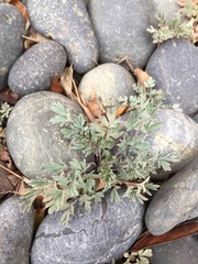 Capnoides sempervirens