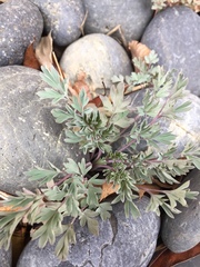 Capnoides sempervirens