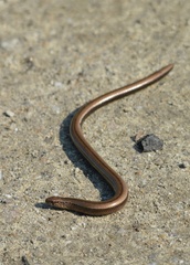Anguis fragilis