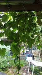 Aristolochia australopithecurus