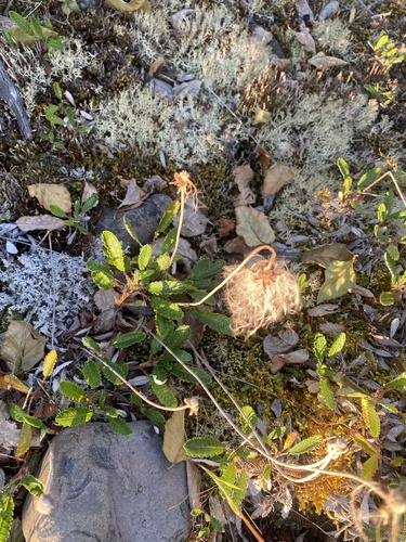 Dryas grandis (Dryas grandis)