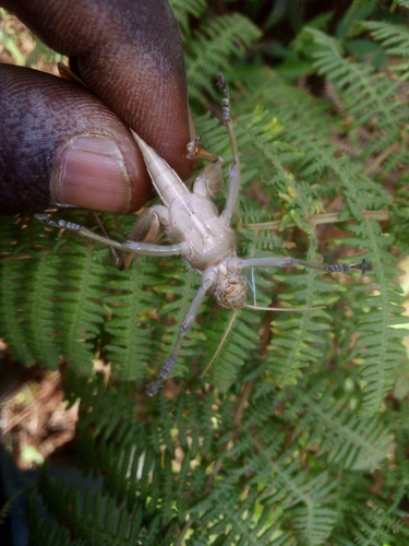 Green tree locust