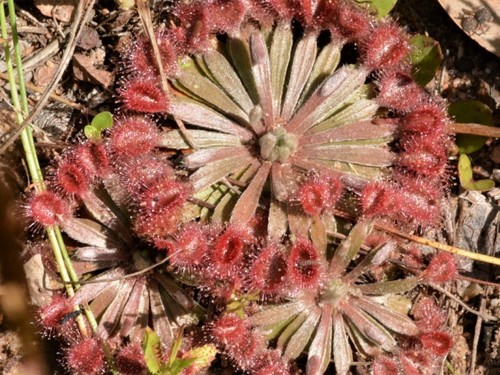 Drosera brevicornis Lowrie