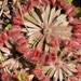 Drosera brevicornis - Photo (c) Zig Madycki, some rights reserved (CC BY-NC-ND), uploaded by Zig Madycki