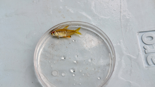 Lemon tetra (Hyphessobrycon pulchripinnis) — Characidae