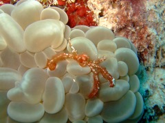 Achaeus japonicus