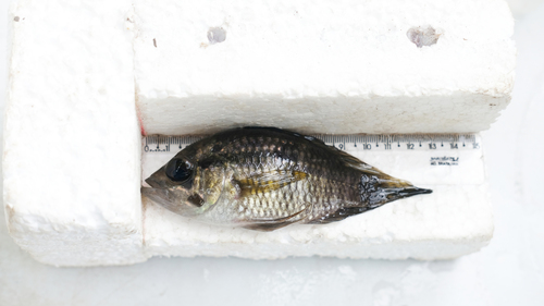 Bigeye cichlid (Acaronia nassa) — Cichlidae — 3