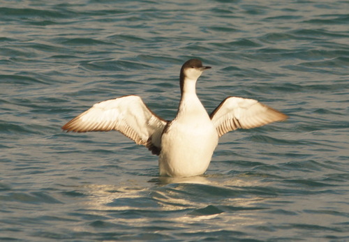 Colimbo ártico (Gavia arctica)