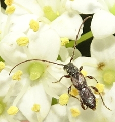 Molorchus bimaculatus