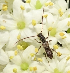 Molorchus bimaculatus