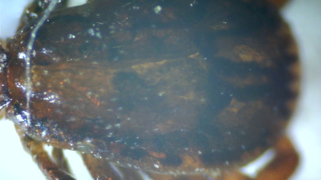 Rhipicephalus pusillus