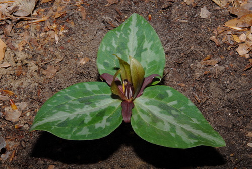 Image of Trillium reliquum by (c) Brian Finzel, some rights reserved (CC BY-SA)