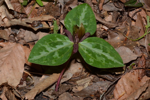 Image of Trillium reliquum by (c) Brian Finzel, some rights reserved (CC BY-SA)