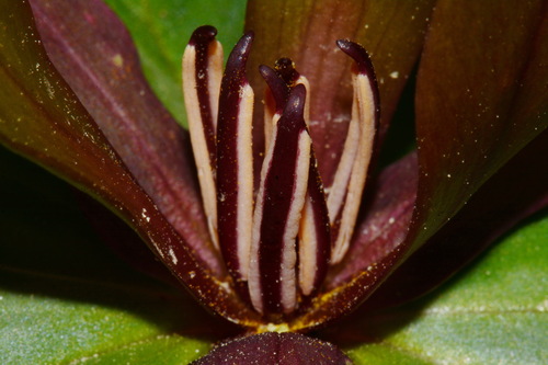 Image of Trillium reliquum by (c) Brian Finzel, some rights reserved (CC BY-SA)