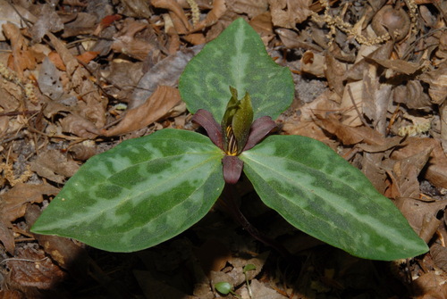Image of Trillium reliquum by (c) Brian Finzel, some rights reserved (CC BY-SA)