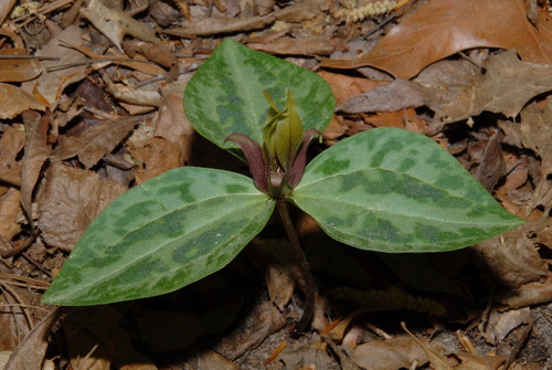 Trillium reliquum, photograph 6