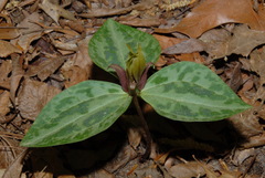 Trillium reliquum, photograph (c) Brian Finzel, some rights reserved (CC BY-SA)