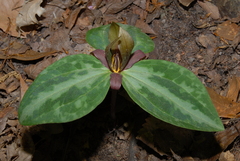 Trillium reliquum, photograph (c) Brian Finzel, some rights reserved (CC BY-SA)