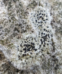 Arthonia radiata
