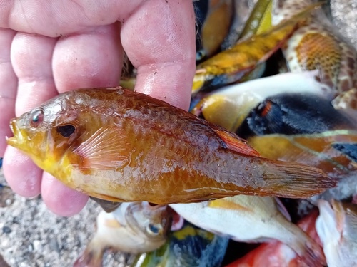 Pteragogus pelycus observed 2024-01-17