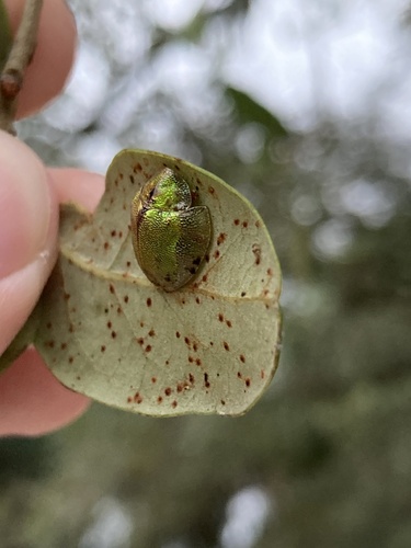 Iridescent Tortoise Beetle photo 5