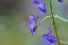 Collinsia grandiflora