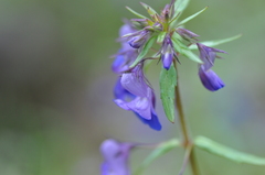 Collinsia grandiflora