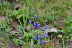 Collinsia grandiflora