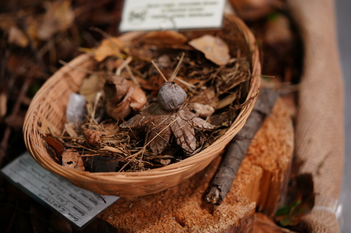 Geastrum coronatum