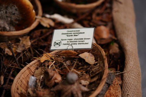 Geastrum coronatum (Photo 2 of 2)