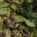 Carpinus orientalis orientalis - Photo (c) Nicolas Schwab, some rights reserved (CC BY-NC), uploaded by Nicolas Schwab
