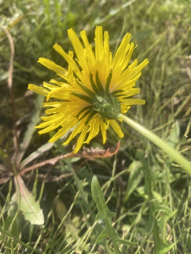 Lean dandelion (Taraxacum macilentum)