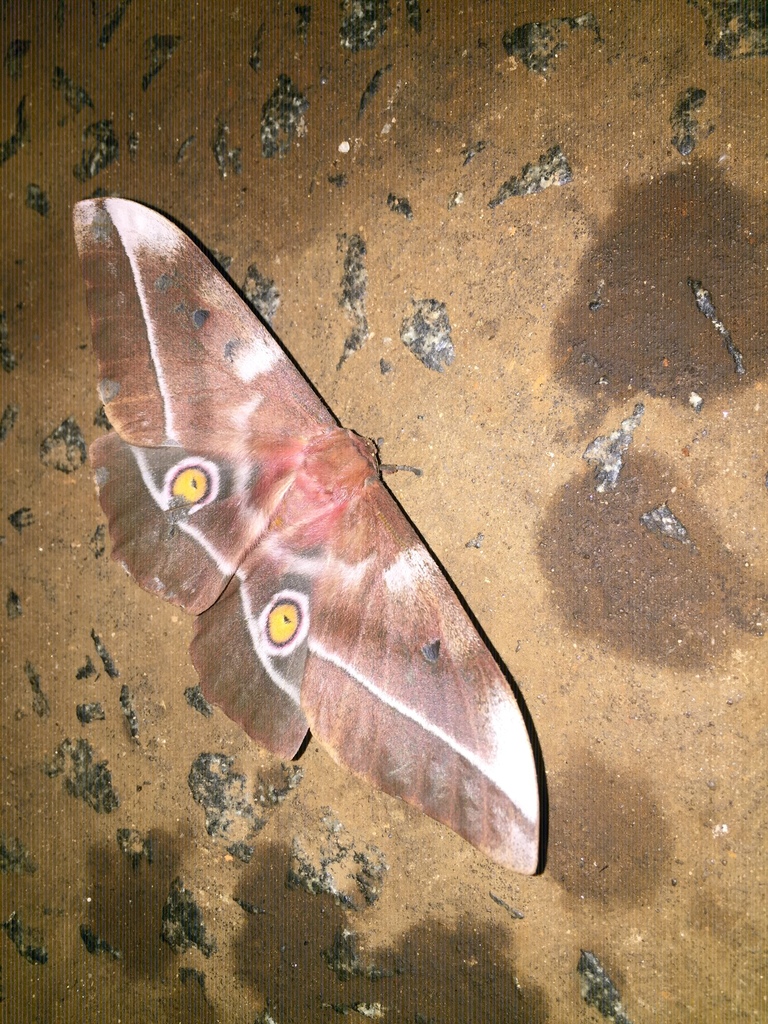 Imbrasia epimethea from Mamou Prefecture, Guinea on June 15, 2023 at 01