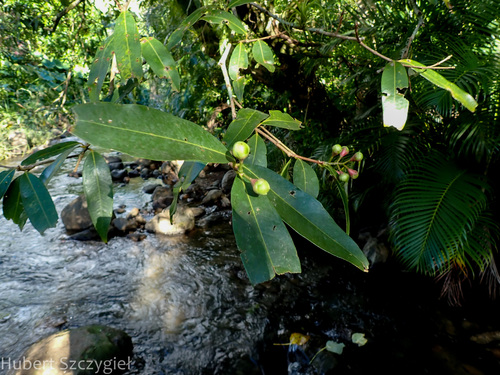 Syzygium jambos - Whole tree