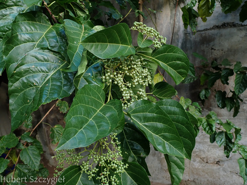 Premna serratifolia, 2023-12-26