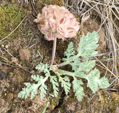 Vesper purpurascens