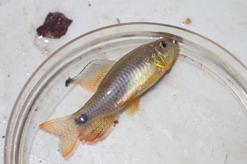 Sailfin tetra (Crenuchus spilurus) — Crenuchidae — 3
