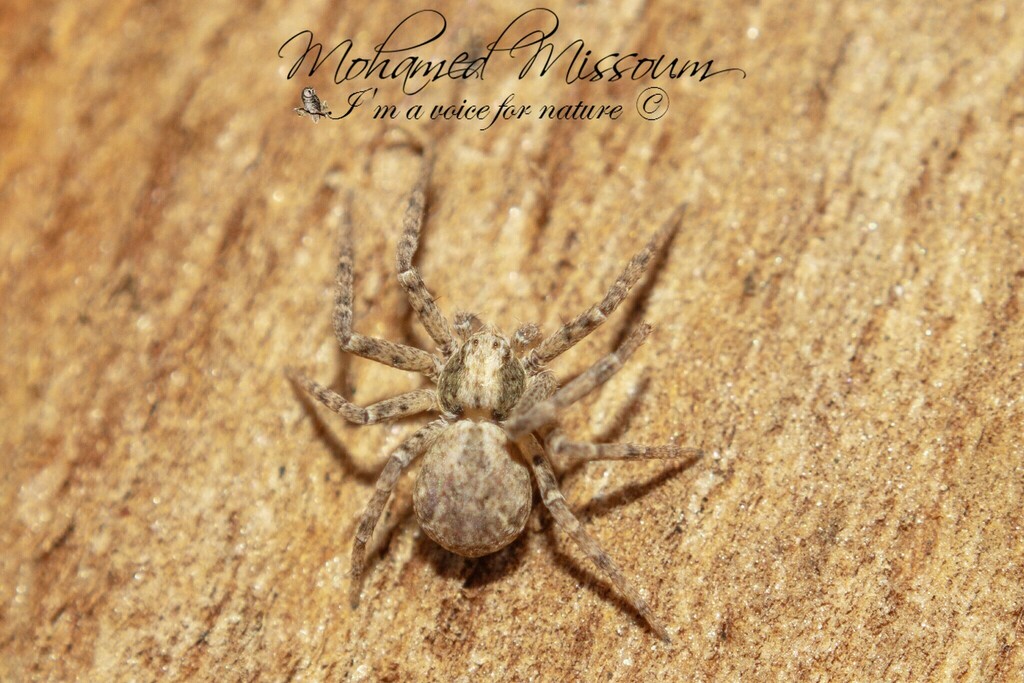 Pulchellodromus lamellipalpis