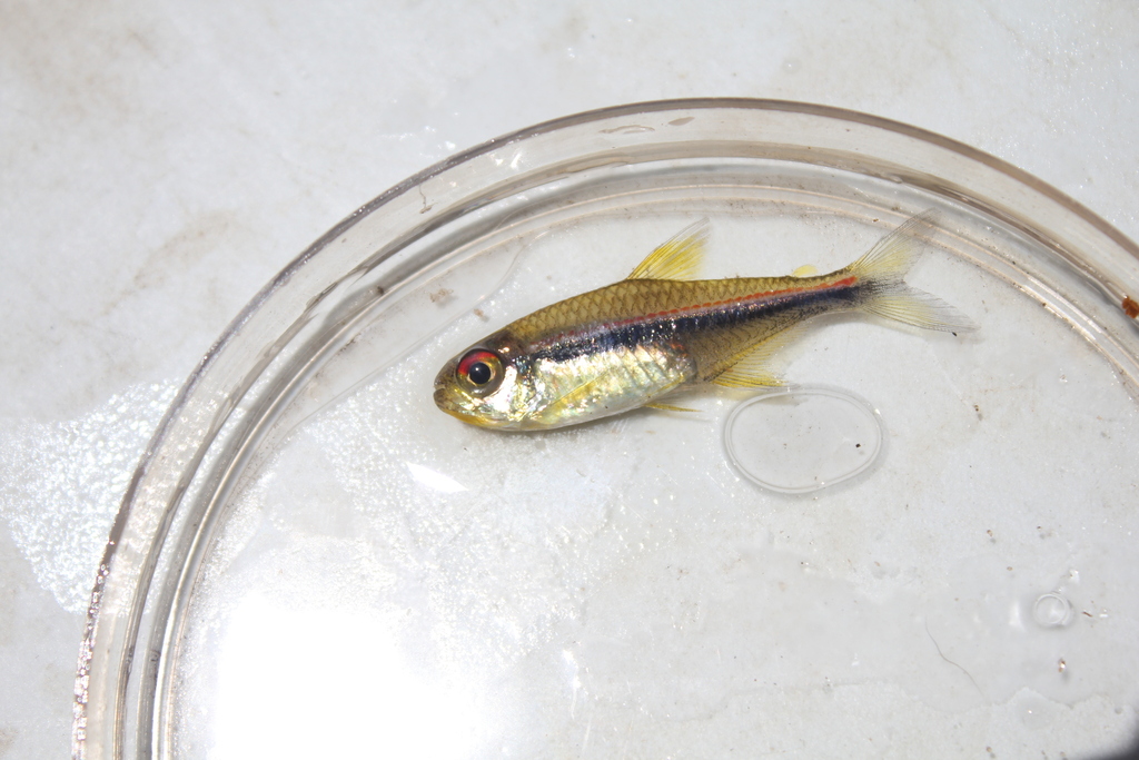 Tétra à trois bandes (Tétra-drapeau) (Hyphessobrycon heterorhabdus)